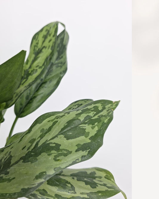 Chinese Evergreen Jubilee plant in a pot