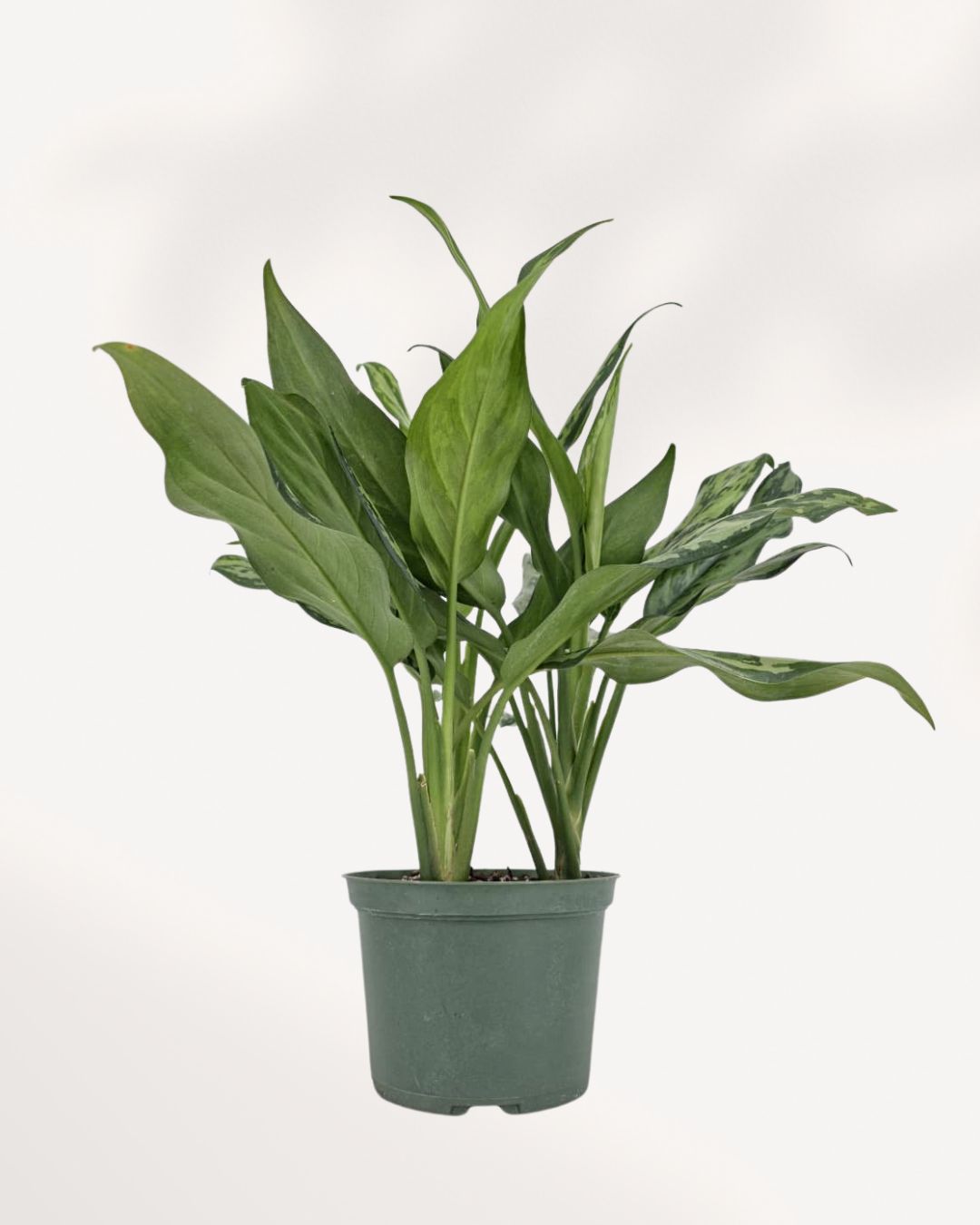 Top view of Chinese Evergreen Jubilee's foliage