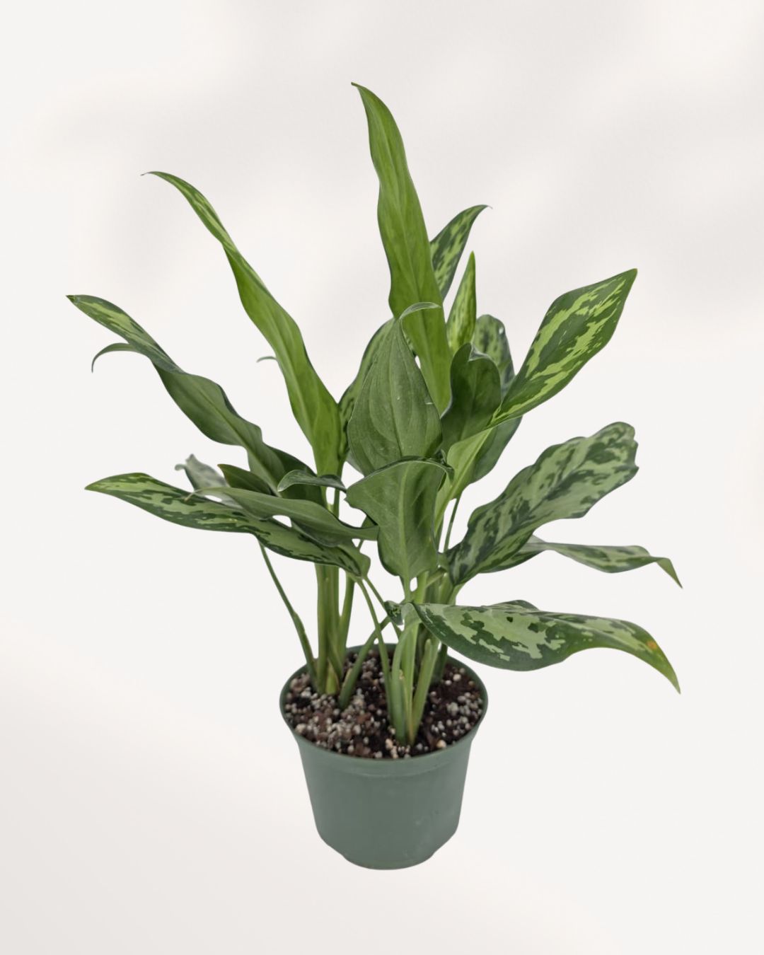 Chinese Evergreen Jubilee plant in a pot