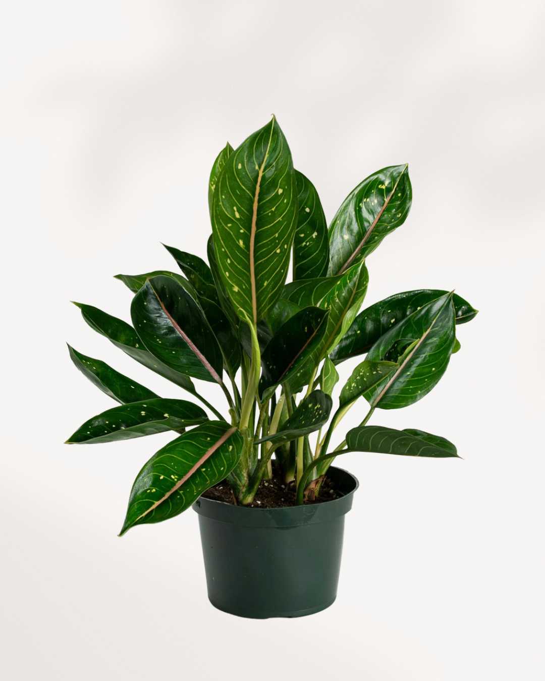 Chinese Evergreen Pink Moon 6" Pot - Medium