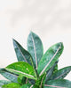 Close-up of Chinese Evergreen Pink Moon's pink and green leaves