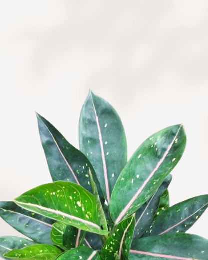 Close-up of Chinese Evergreen Pink Moon's pink and green leaves