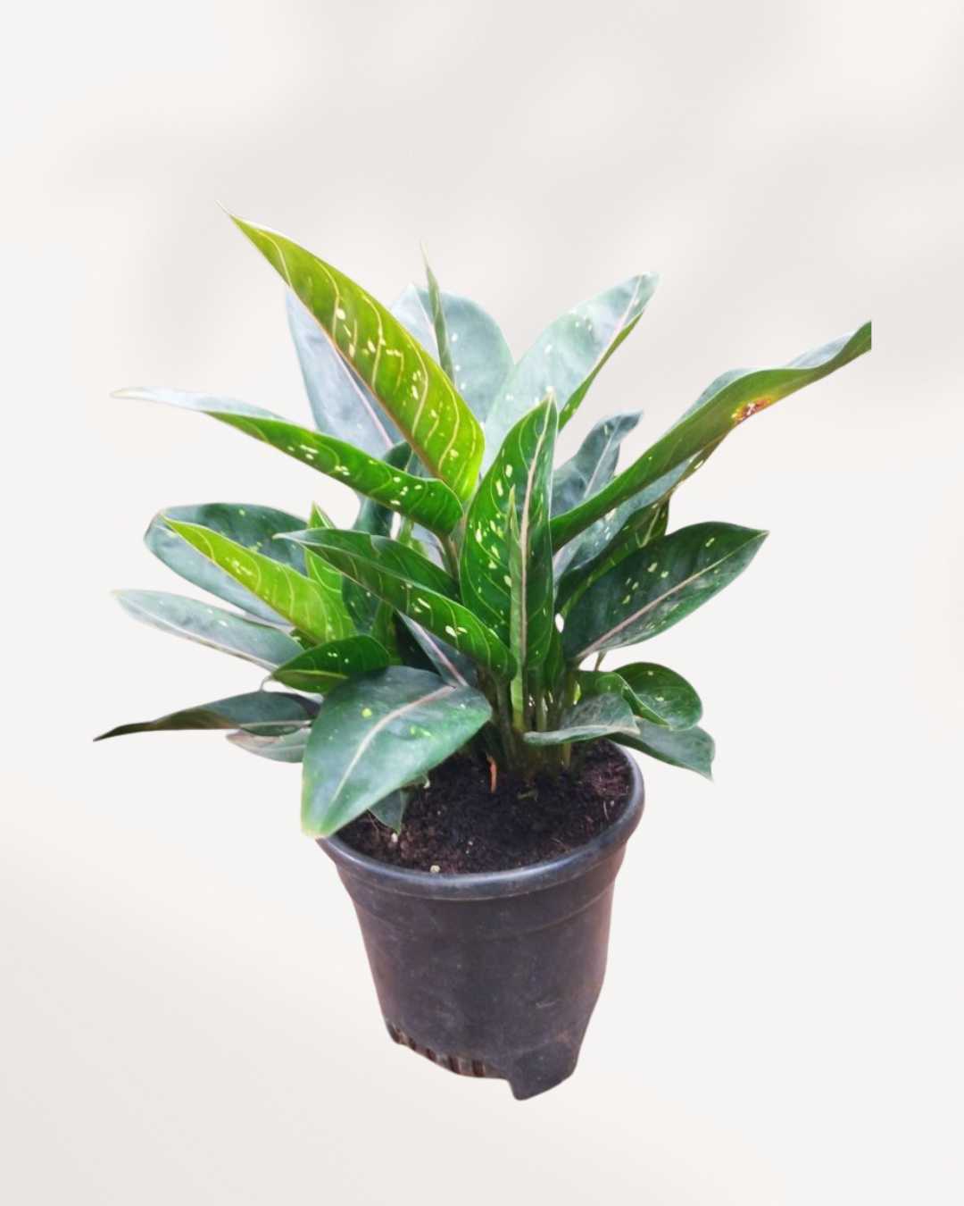 Chinese Evergreen Pink Moon plant in a pot