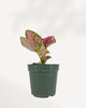 Chinese Evergreen Red Valentine plant in a pot