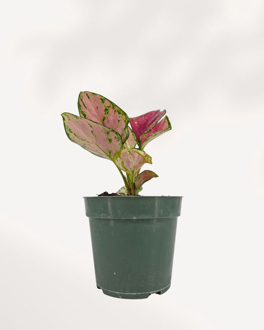 Chinese Evergreen Red Valentine plant in a pot
