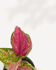 Close-up of Chinese Evergreen Red Valentine's pink and red leaves