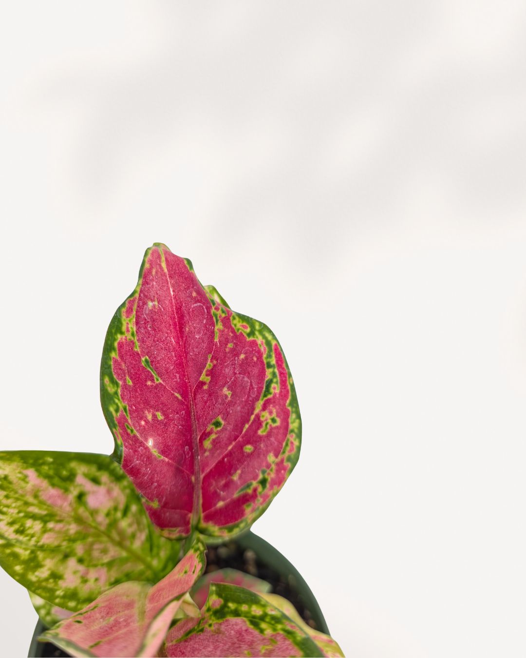 Close-up of Chinese Evergreen Red Valentine's pink and red leaves