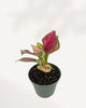Chinese Evergreen Red Valentine displayed on a shelf