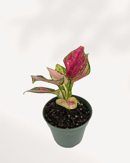 Chinese Evergreen Red Valentine displayed on a shelf