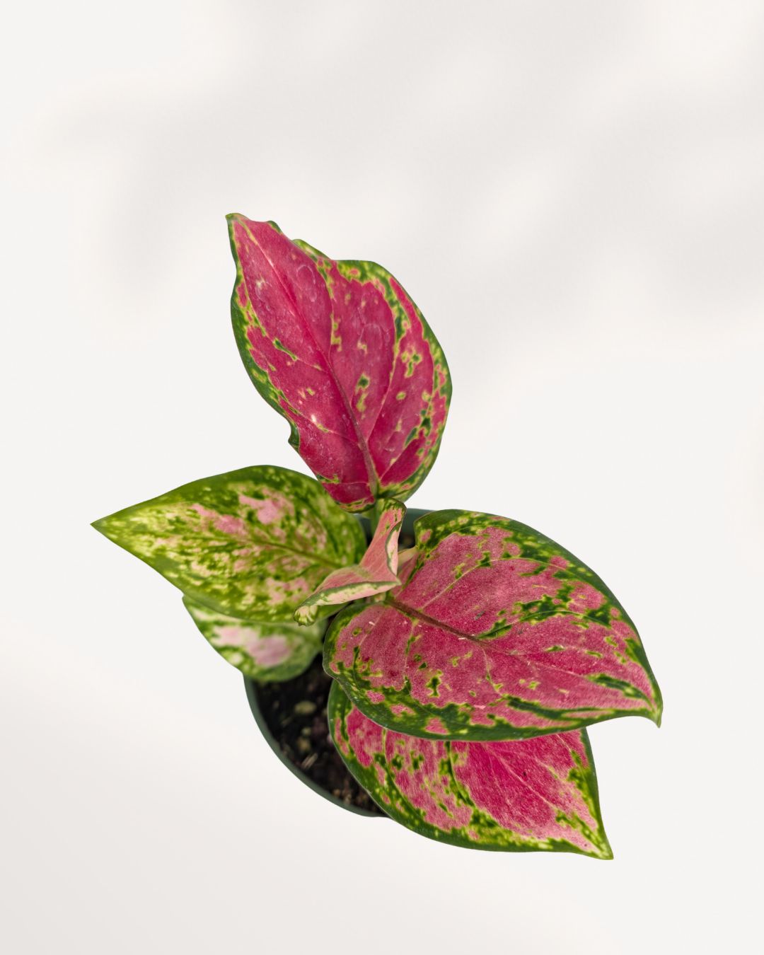 Top view of Chinese Evergreen Red Valentine's foliage