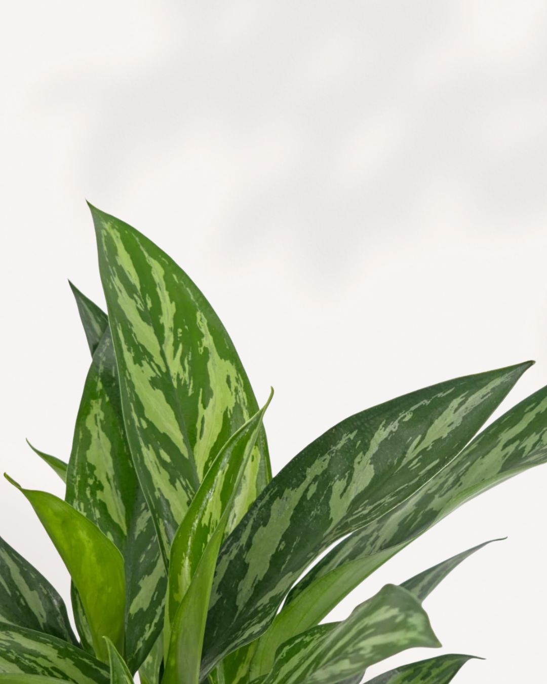 Close-up of Chinese Evergreen Tigress's tiger-striped leaves