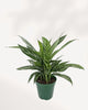 Chinese Evergreen Tigress plant in a pot