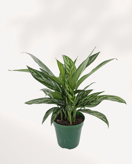 Chinese Evergreen Tigress plant in a pot