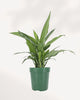 Top view of Chinese Evergreen Tigress's foliage