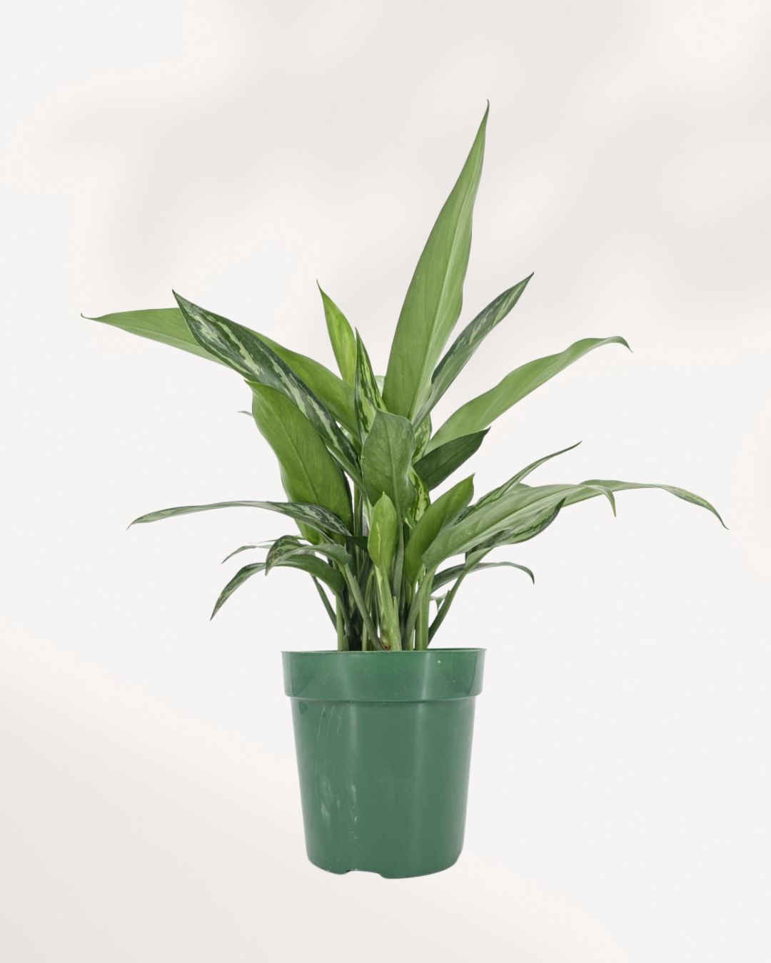 Top view of Chinese Evergreen Tigress's foliage