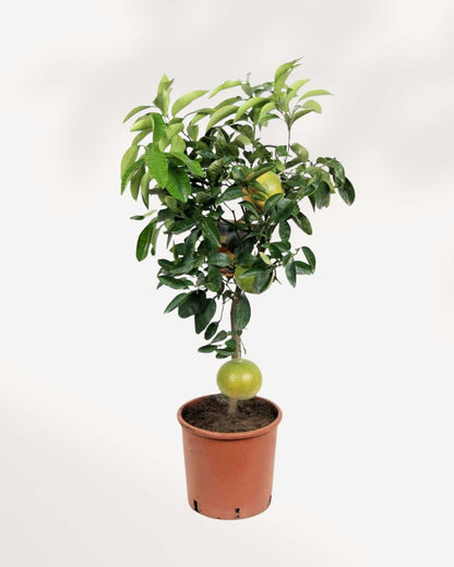 Chinese Pomelo 6-7” Pot - Large