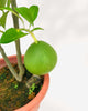 Chinese Pomelo