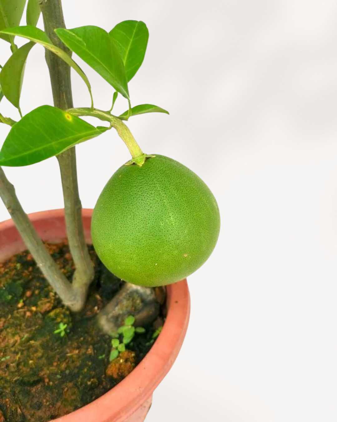 Chinese Pomelo
