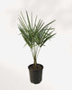 Chinese Windmill Palm plant in a pot