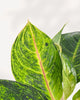 Chinese Evergreen Panther plant in a pot