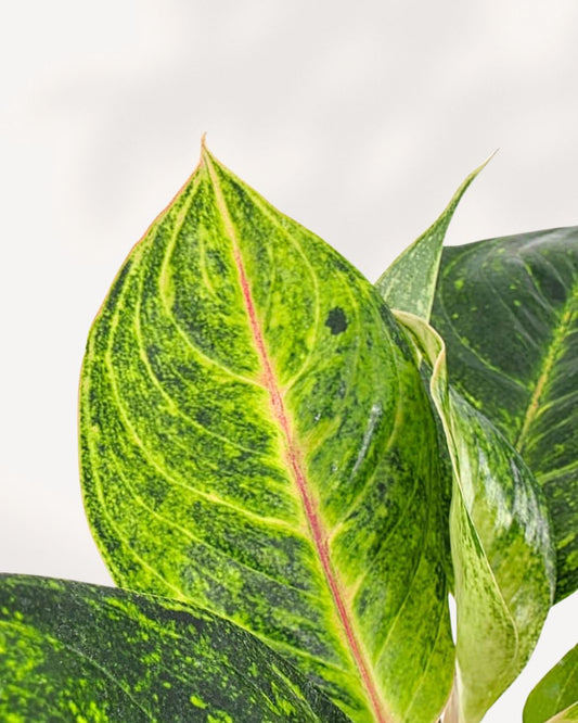 Close-up of Chinese Evergreen Panther's silver-gray patterned leaves