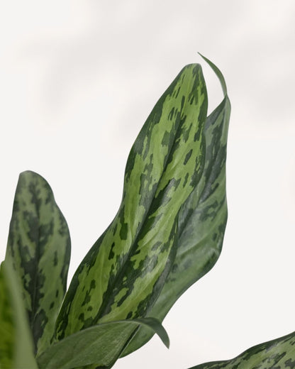 Chinese Evergreen Jubilee displayed on a shelf