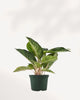 Close-up of Chinese Evergreen Panther's silver-gray patterned leaves