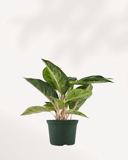 Close-up of Chinese Evergreen Panther's silver-gray patterned leaves