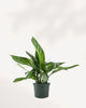 Close-up of Chinese Evergreen Stripes' silver-striped leaves