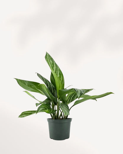 Close-up of Chinese Evergreen Stripes' silver-striped leaves