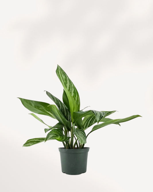 Close-up of Chinese Evergreen Stripes' silver-striped leaves