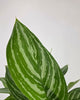 Chinese Evergreen Stripes plant in a pot