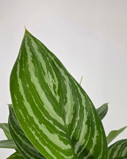 Chinese Evergreen Stripes plant in a pot