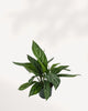 Top view of Chinese Evergreen Stripes' foliage