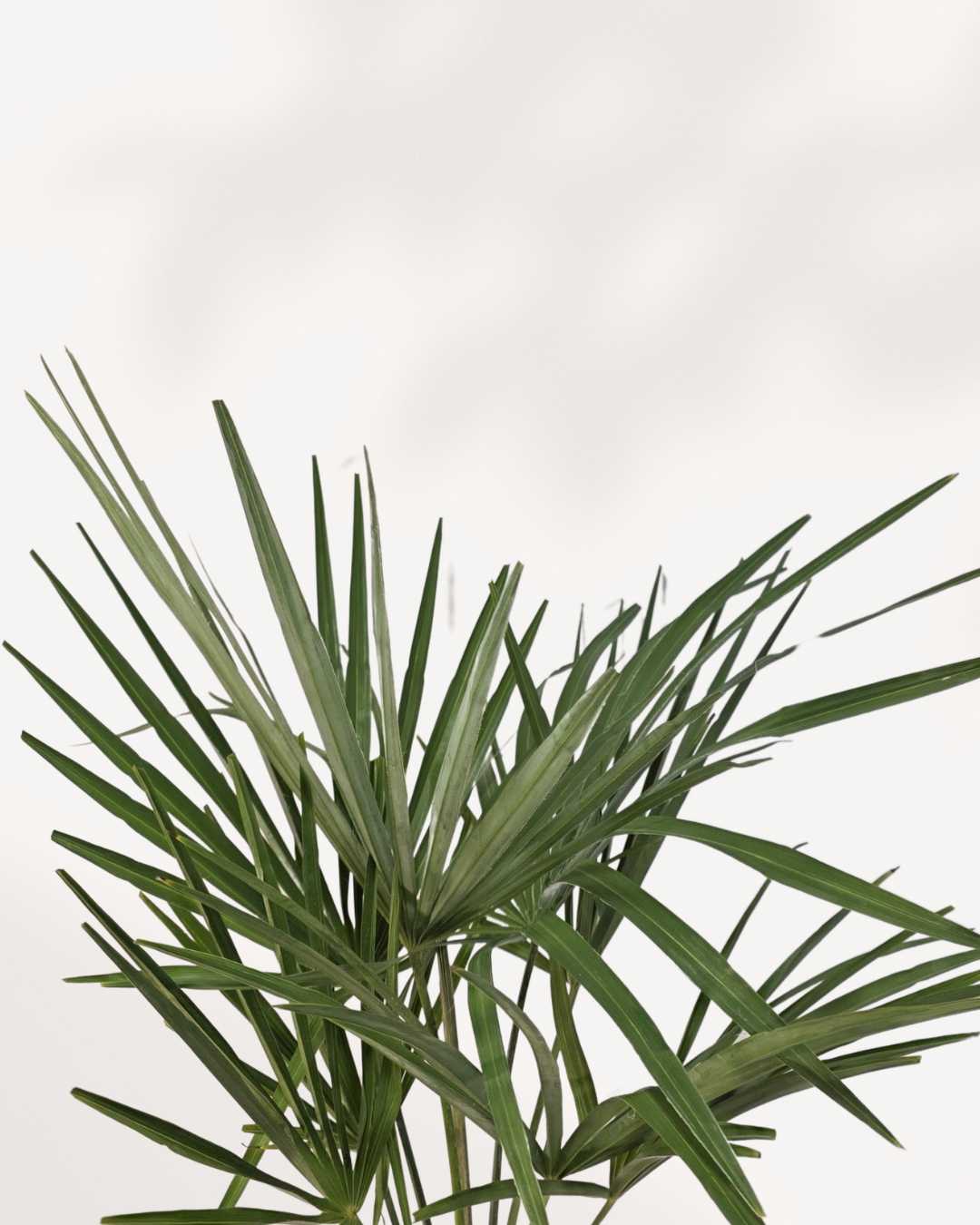Close-up of Chinese Windmill Palm's fan-shaped fronds