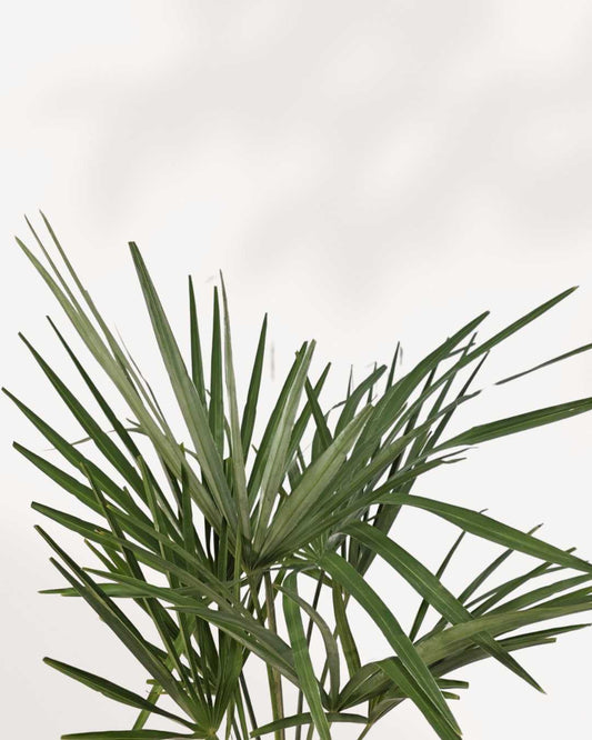 Chinese Windmill Palm plant in a pot
