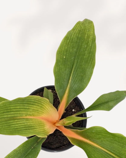 Closeup of Chlorophytum Mandarin showcasing bright orange stems, tropical green foliage, and unique statement plant appeal