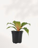 Chlorophytum Mandarin houseplant front view with glossy green foliage and striking orange stems, perfect for home décor