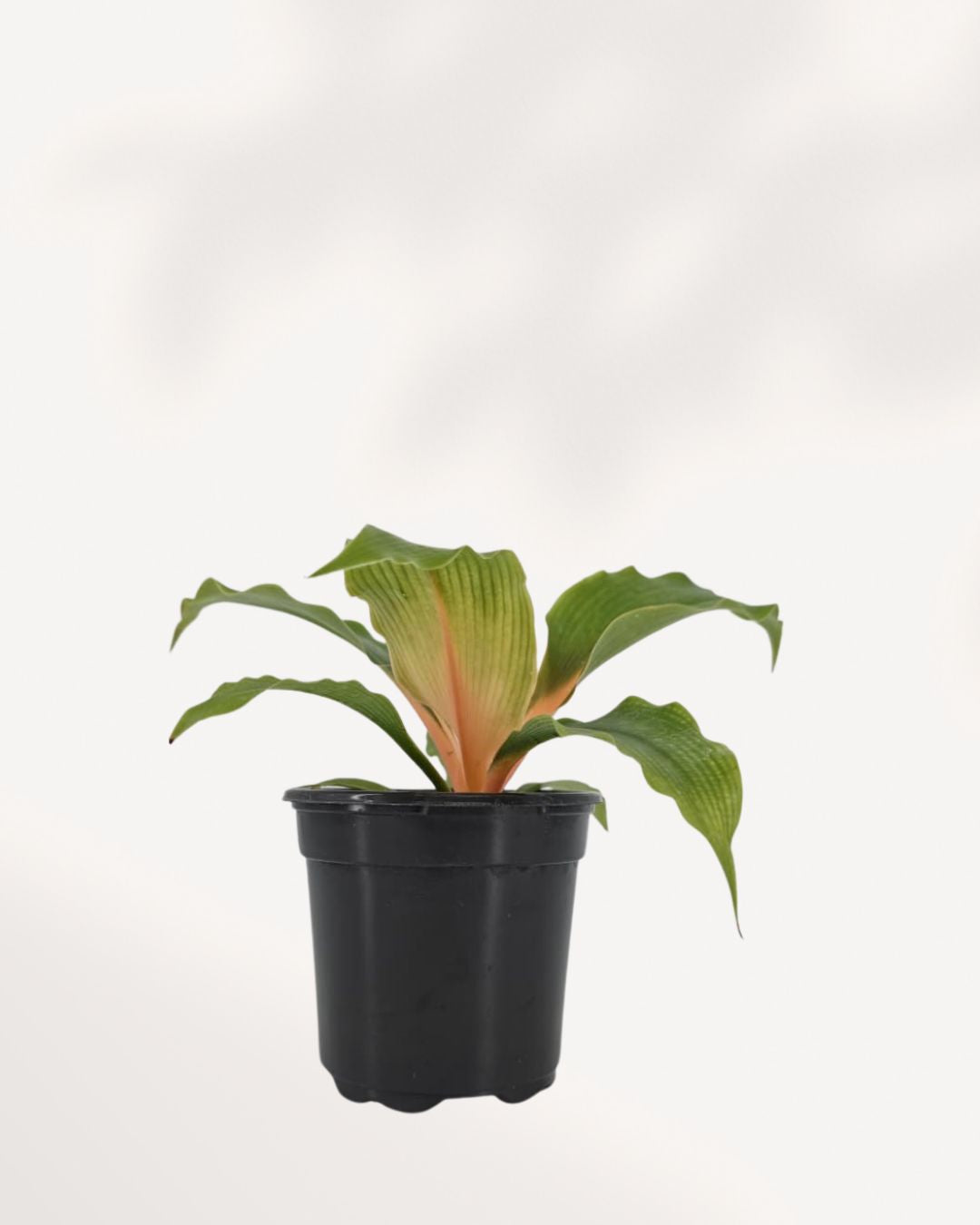 Chlorophytum Mandarin houseplant front view with glossy green foliage and striking orange stems, perfect for home décor