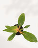 Top view of Chlorophytum Mandarin plant highlighting lush green leaves and vivid orange stems, easy care indoor plant