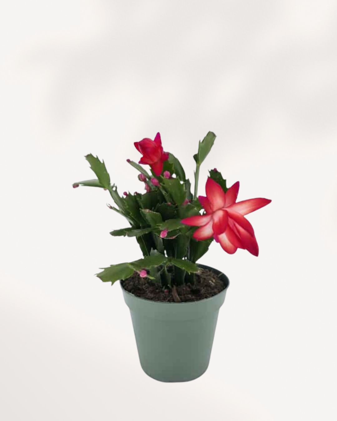 Top side view of a small Christmas Cactus, buy online and get it delivered to your home.
