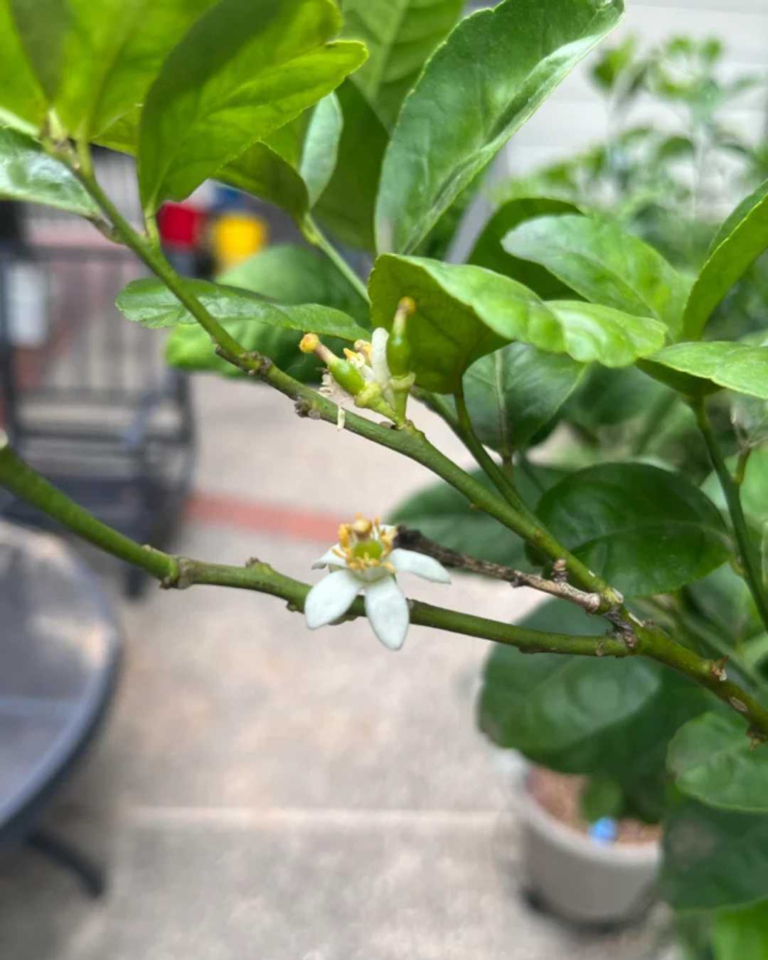 Citrus Key Lime
