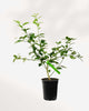 Citrus Key Lime 5" Pot - Medium