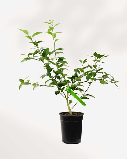 Citrus Key Lime 5" Pot - Medium