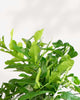 Citrus Kaffir Lime Tree | Buy Online