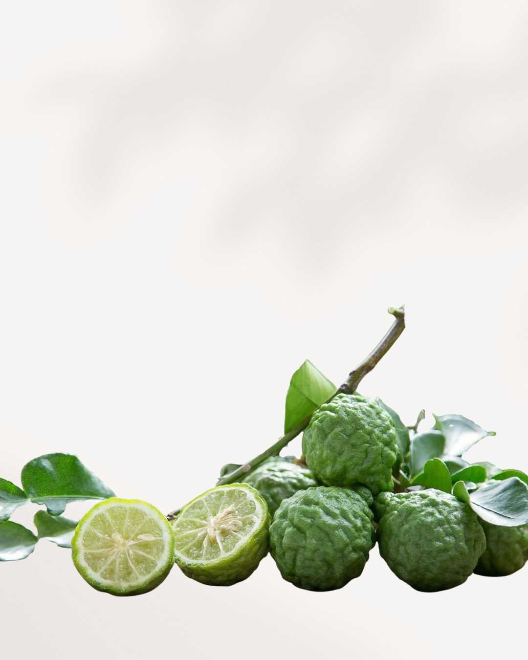 Citrus Kaffir Lime Tree | Buy Online
