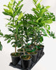 Citrus Kaffir Lime Tree 5" Pot - Medium