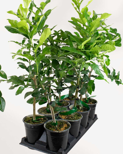 Citrus Kaffir Lime Tree 5" Pot - Medium
