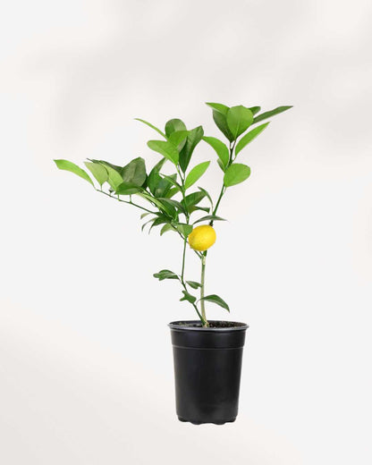 Meyer Lemon Tree for sale online – lush green foliage with ripening yellow lemons, perfect indoor fruit plant for bright sunny spots.