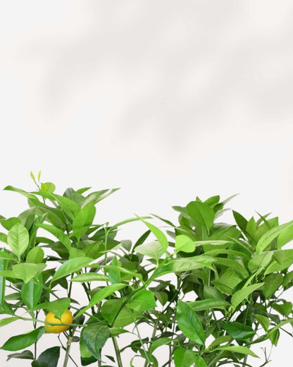 Close-up of Meyer Lemon fruit and leaves – vibrant yellow lemons with glossy green foliage, bringing a fresh citrus scent to your home.